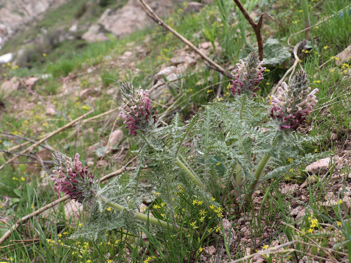 Image of Pedicularis olgae specimen.