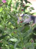 Cynoglossum officinale