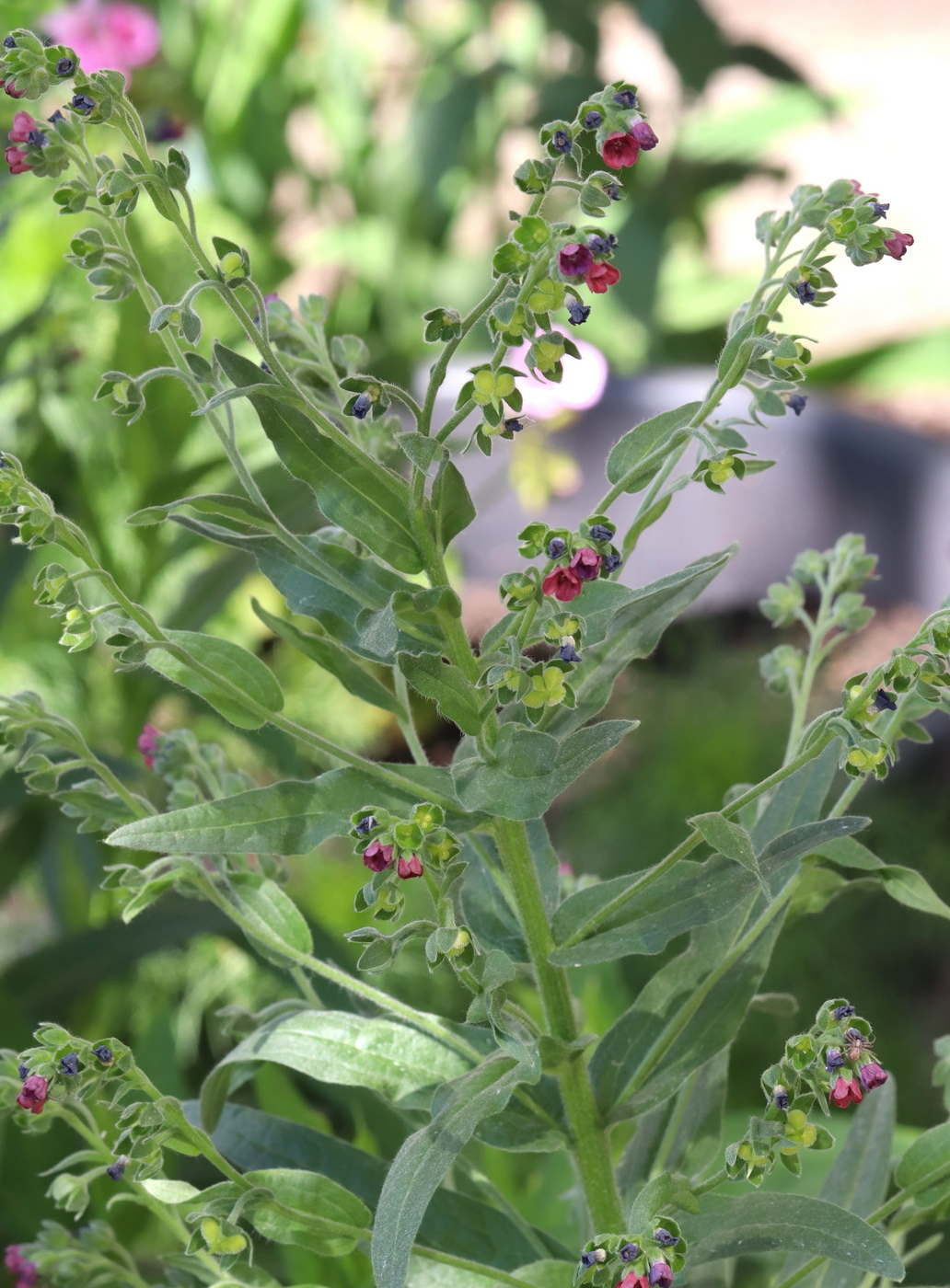 Image of Cynoglossum officinale specimen.