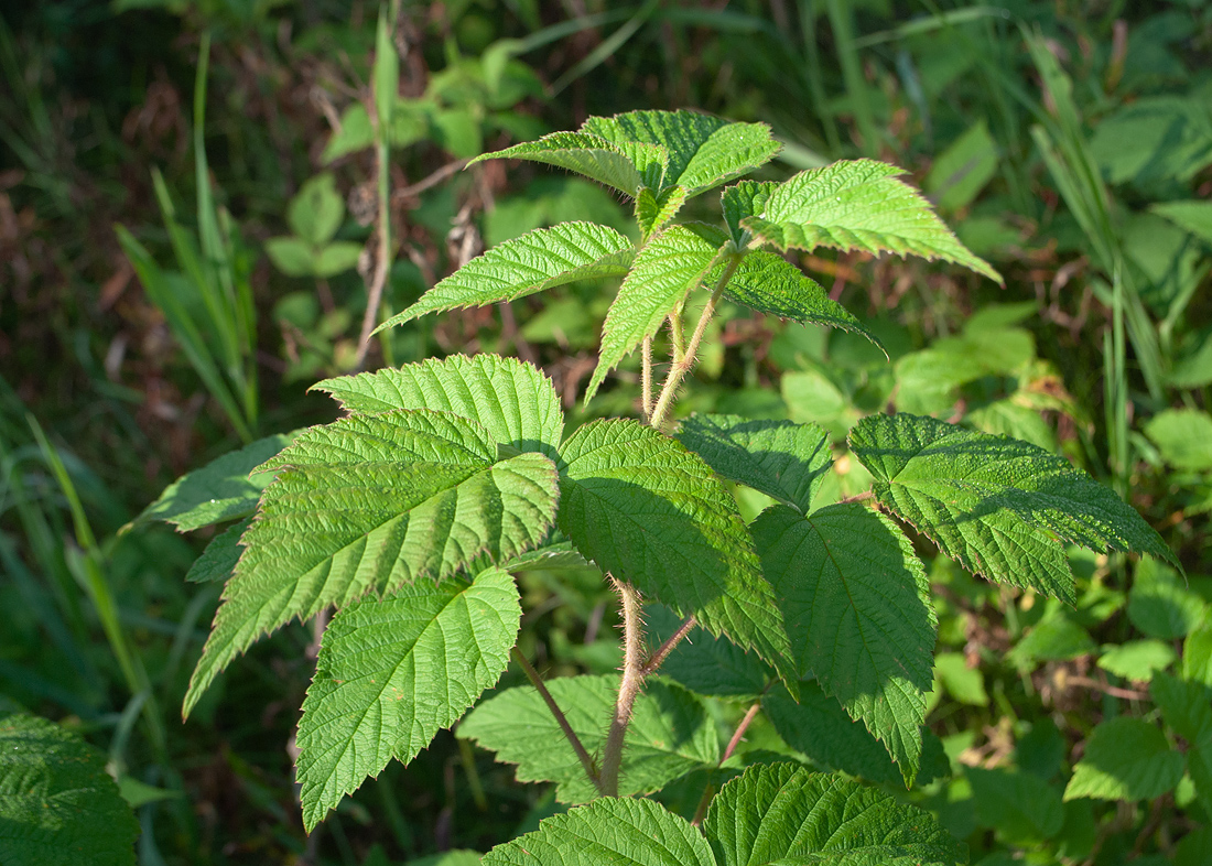 Изображение особи Rubus matsumuranus.