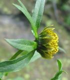Bidens cernua. Соцветие (вид сбоку). Окр. Томска, 26.08.2009.
