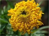 Tagetes erecta