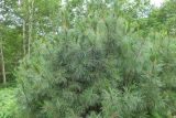 Pinus pumila. Верхушка взрослого растения. Камчатский край, Елизовский р-н, окр. р. Железная, склон сопки, берёзовый лес из Betula ermanii и Betula kamtschatica. 22.07.2023.