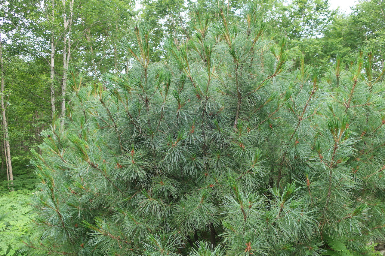 Изображение особи Pinus pumila.