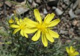 Youngia tenuifolia