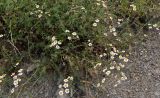 Pyrethrum peucedanifolium