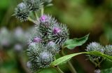 genus Arctium