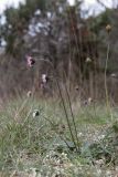 Bellis sylvestris