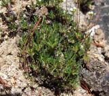 Draba magadanensis. Нижние части цветущих растений. Магаданская обл., Ольский р-н, бассейн р. Окса, крутой щебнисто-каменистый склон. 07.06.2023.