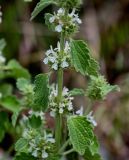 Marrubium catariifolium