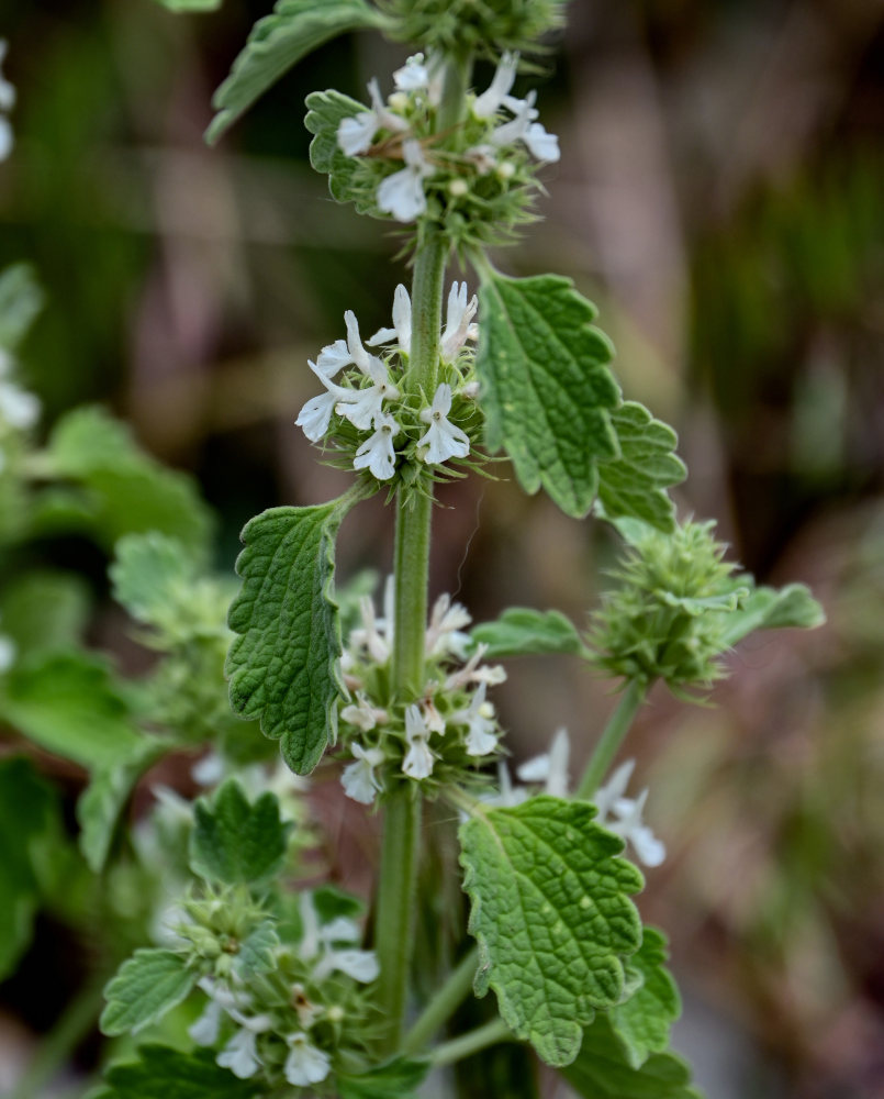 Изображение особи Marrubium catariifolium.