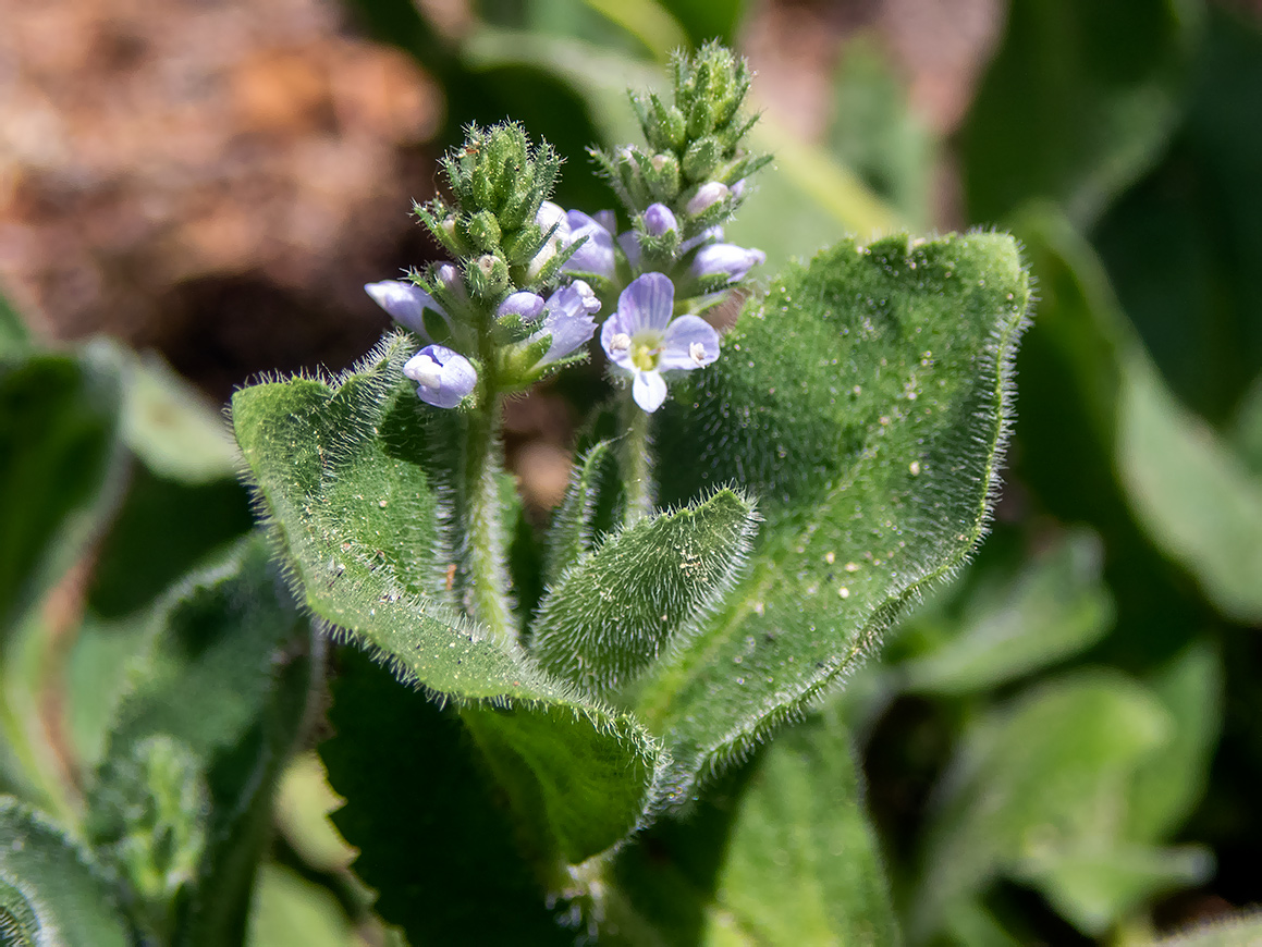 Image of Veronica officinalis specimen.