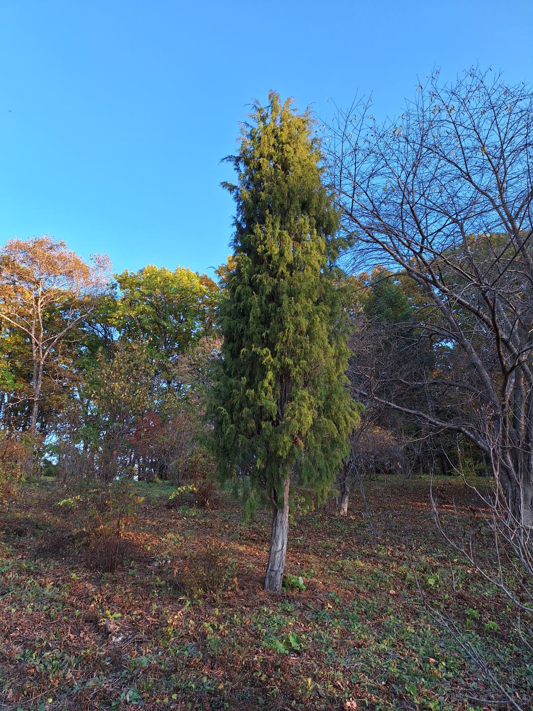 Image of Juniperus rigida specimen.