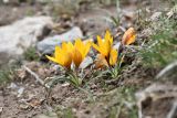 Crocus korolkowii