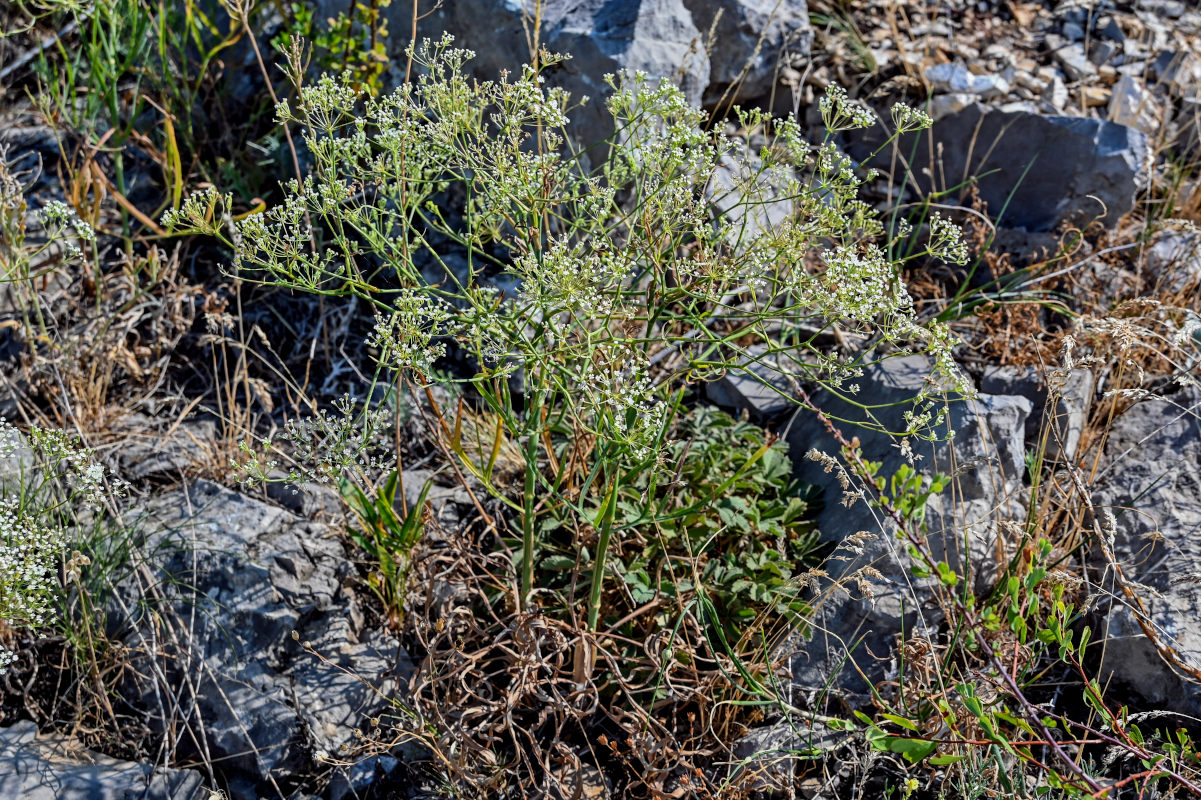 Изображение особи Falcaria vulgaris.