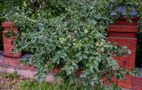 род Malus