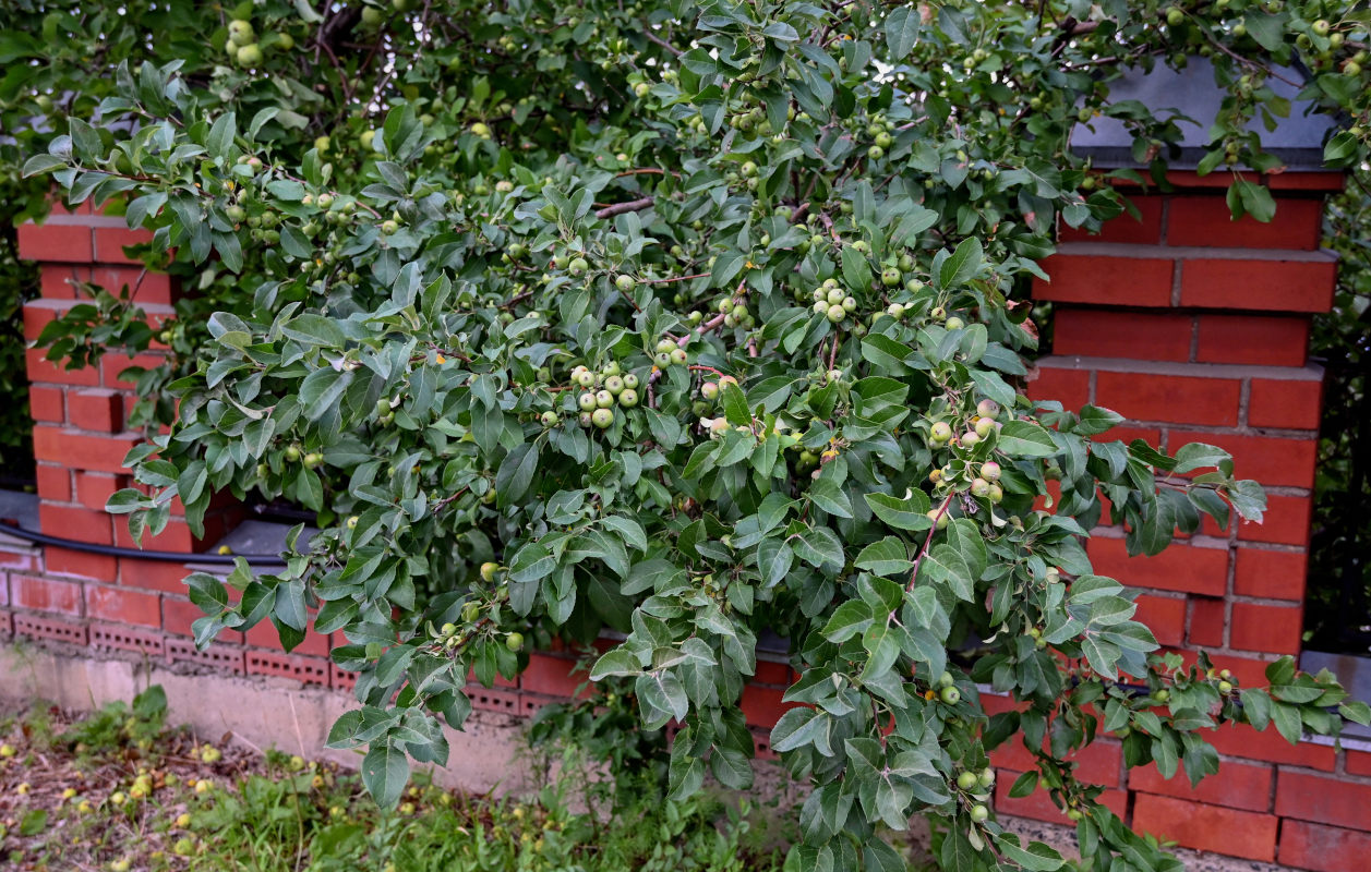 Изображение особи род Malus.