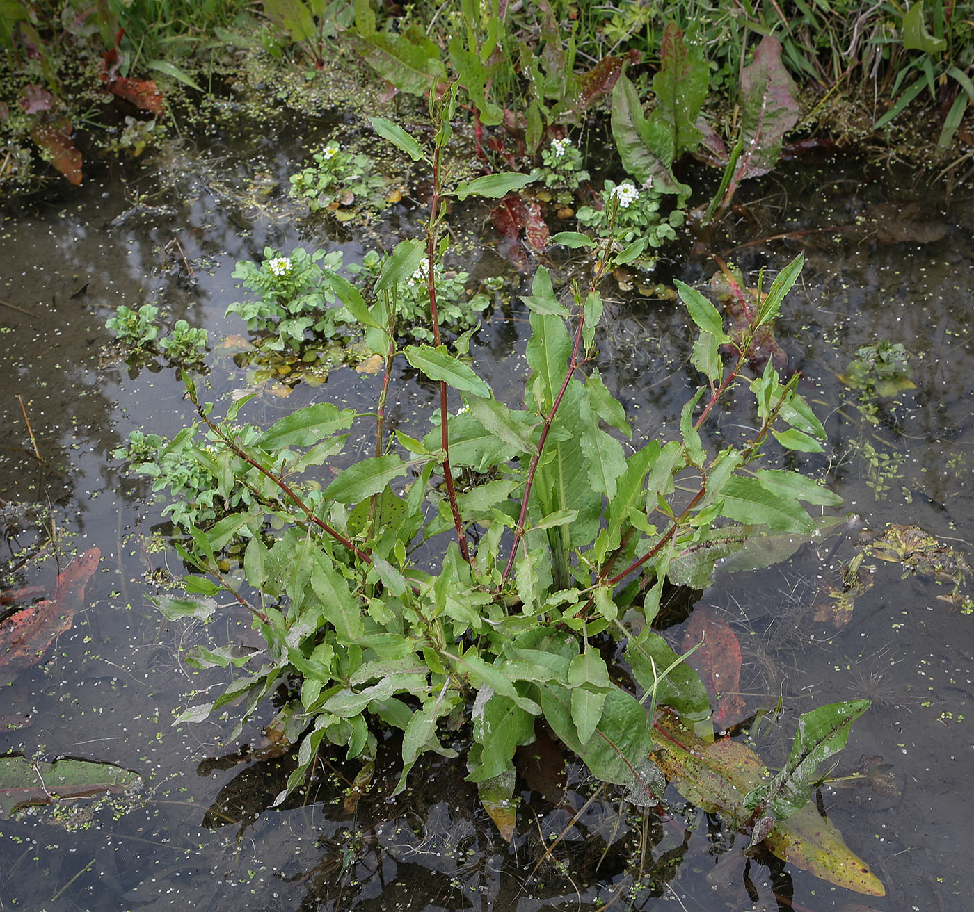 Image of genus Rumex specimen.