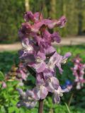 Corydalis cava. Соцветие. Нидерланды, Гронинген, городской парк. 1 апреля 2007 г.