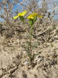 Senecio noeanus