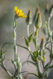 Tragopogon ucrainicus. Верхушки побегов с раскрывшимся и нераскрывшимися соцветиями. Ростовская обл., Верхнедонской р-н, окр. хут. Стоговский, песчаный берег р. Дон. 09.06.2024.