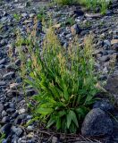 Rumex acetosa. Цветущее растение. Красноярский край, Туруханский р-н, берег р. Енисей в р-не устья р. Хантайка, каменисто-песчаный пляж. 21.07.2023.