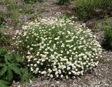 Anthemis ruthenica
