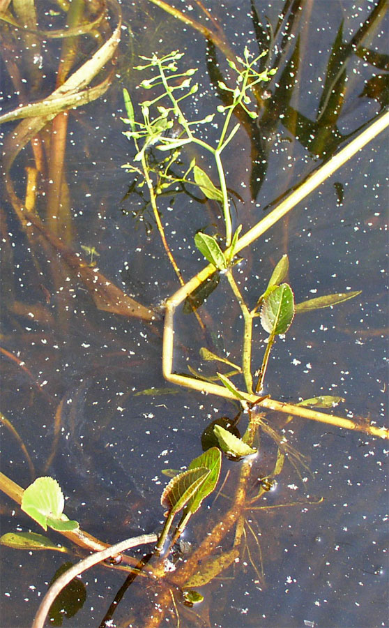 Изображение особи Rorippa amphibia.