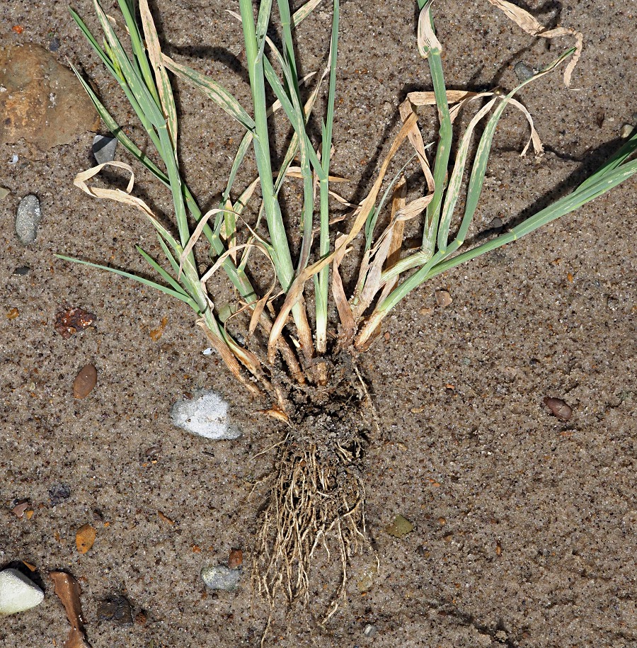 Image of Glyceria notata specimen.