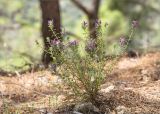 Thymbra spicata