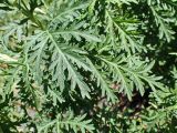 Artemisia gmelinii