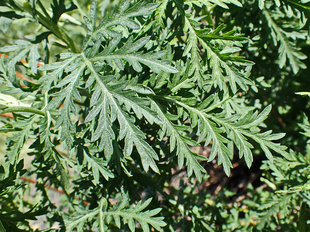 Image of Artemisia gmelinii specimen.