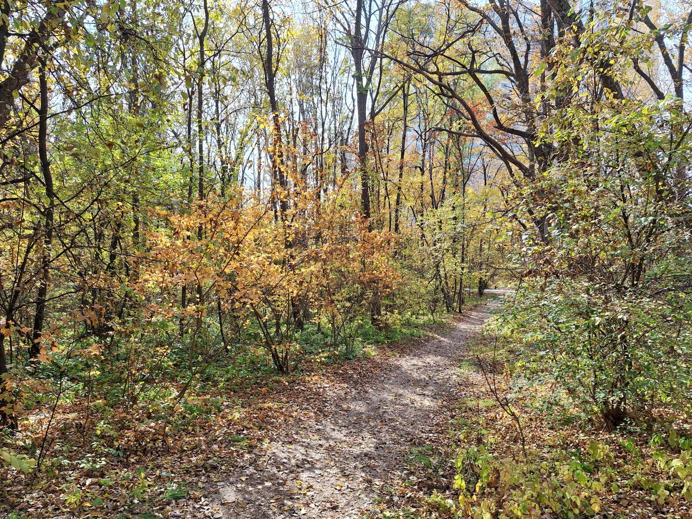 Image of Acer barbinerve specimen.