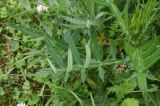 род Cirsium