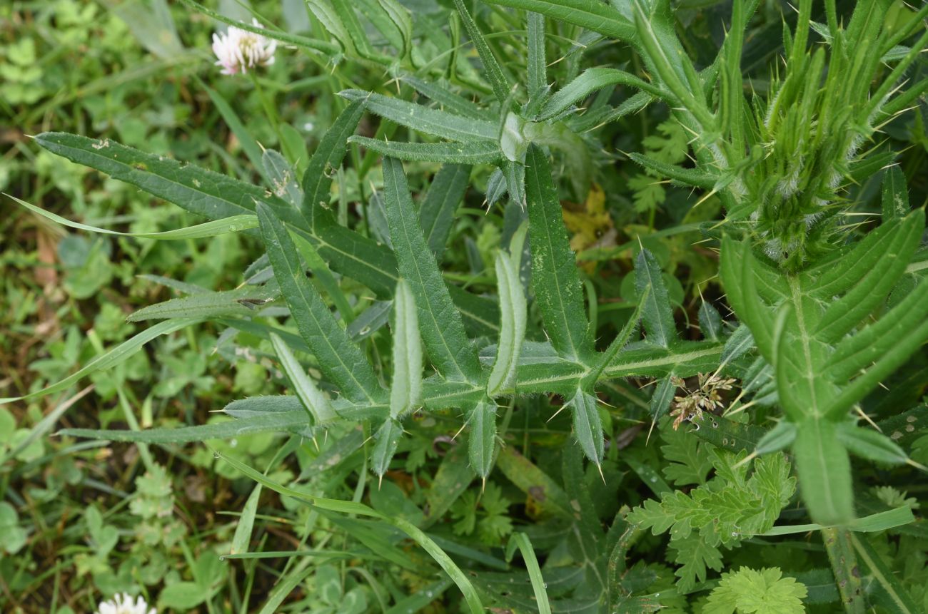 Изображение особи род Cirsium.