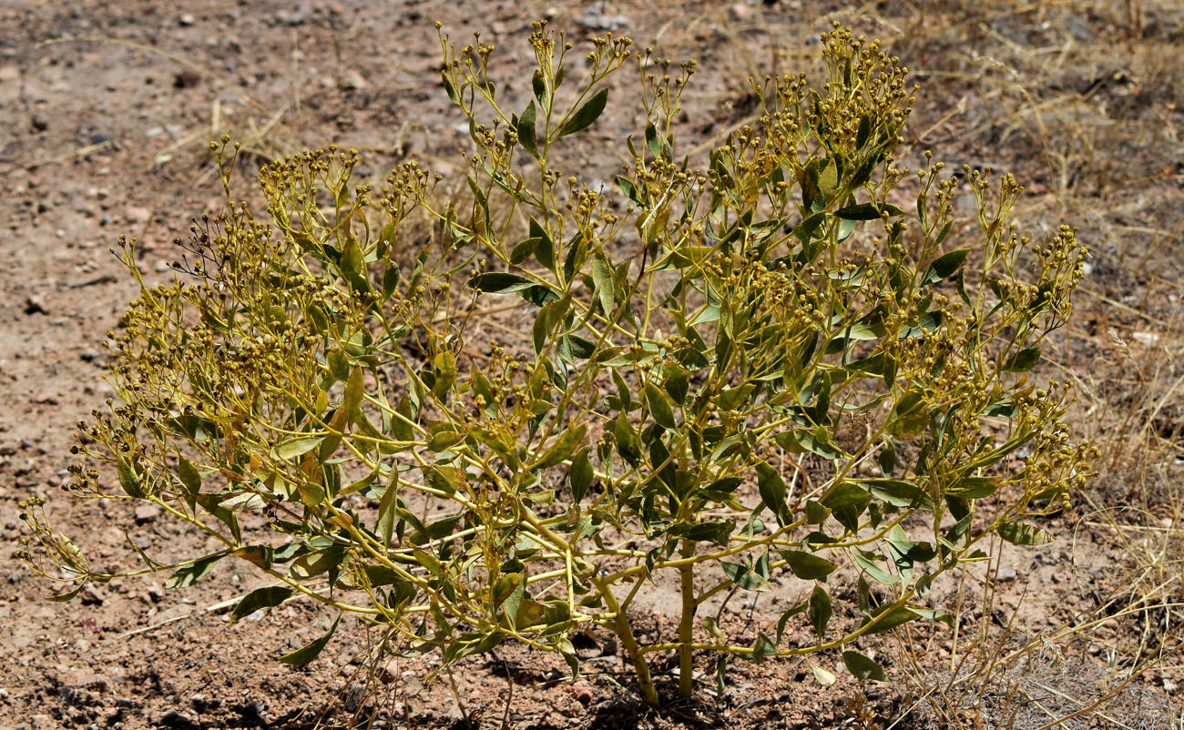 Image of Haplophyllum perforatum specimen.