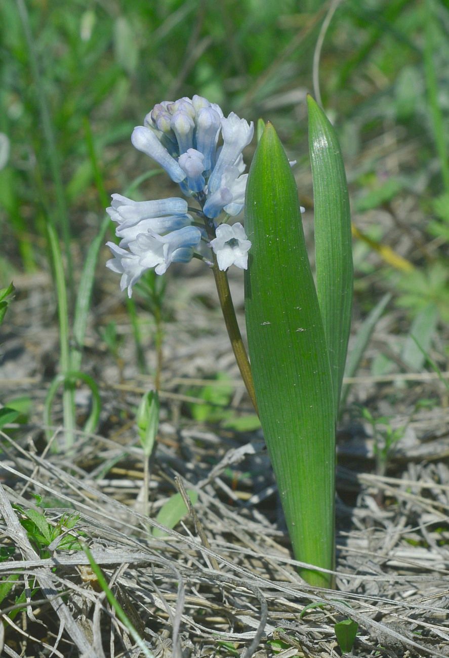Image of Hyacinthella pallasiana specimen.