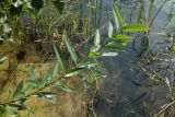 Salix triandra