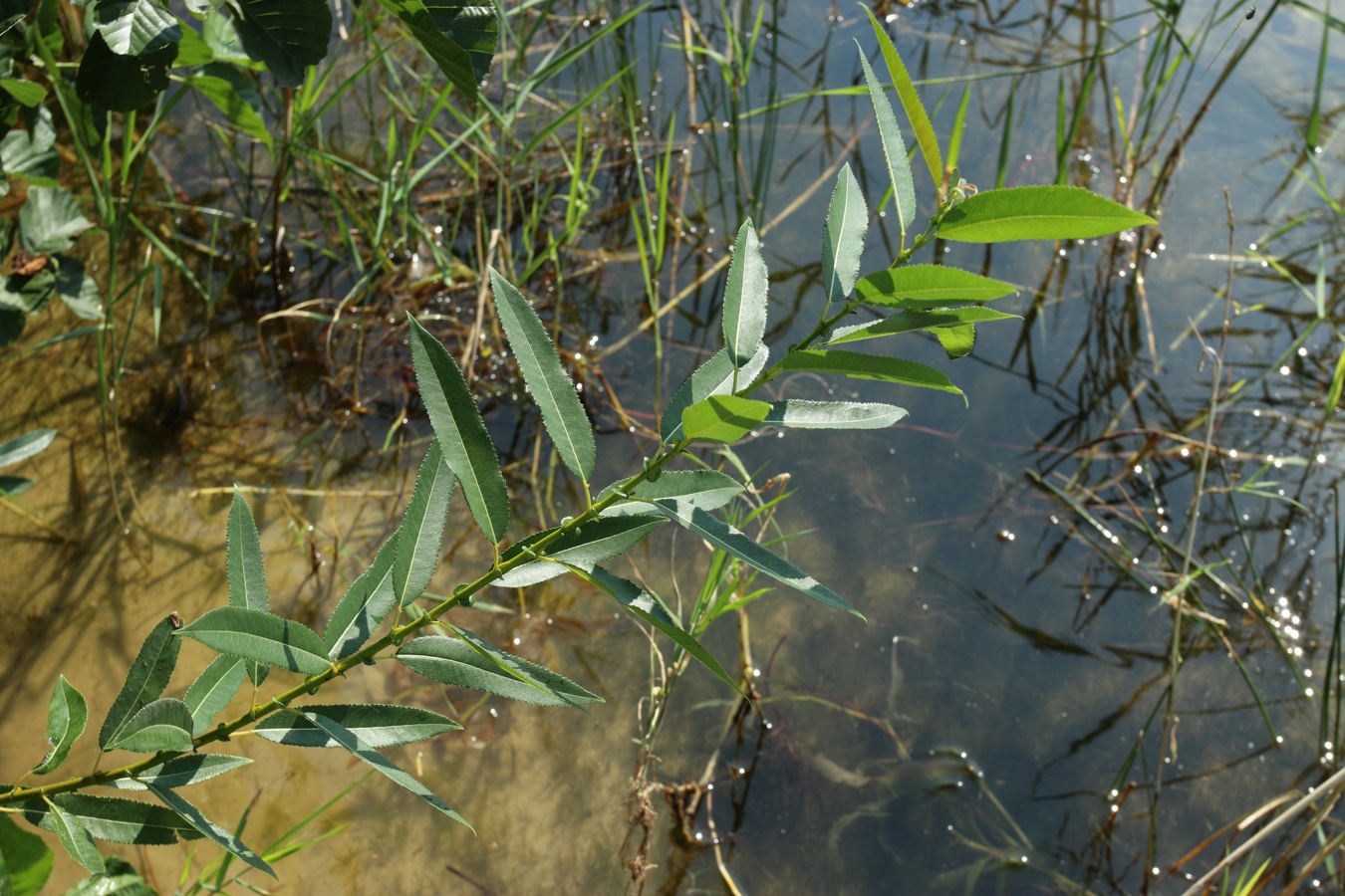 Image of Salix triandra specimen.