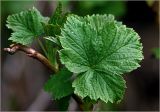 Ribes nigrum