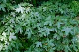 Acer campestre. Листья нижних скелетных ветвей. ЛНР, г. Луганск, территория аграрного университета у питомника кафедры лесоводства. 03.06.2025.