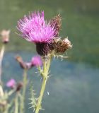 Cirsium oblongifolium