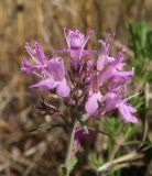 Thymus pallasianus