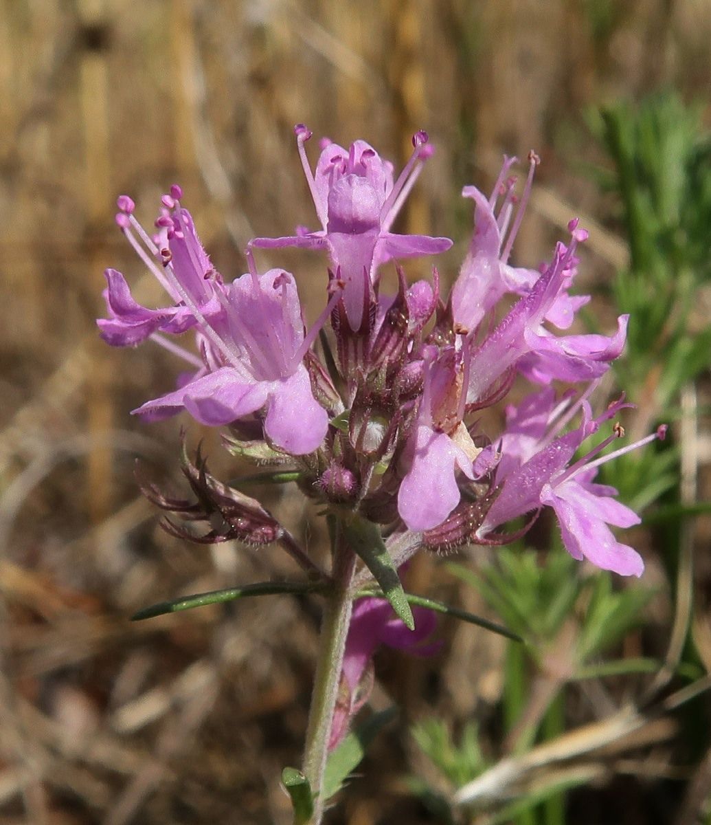 Image of Thymus pallasianus specimen.