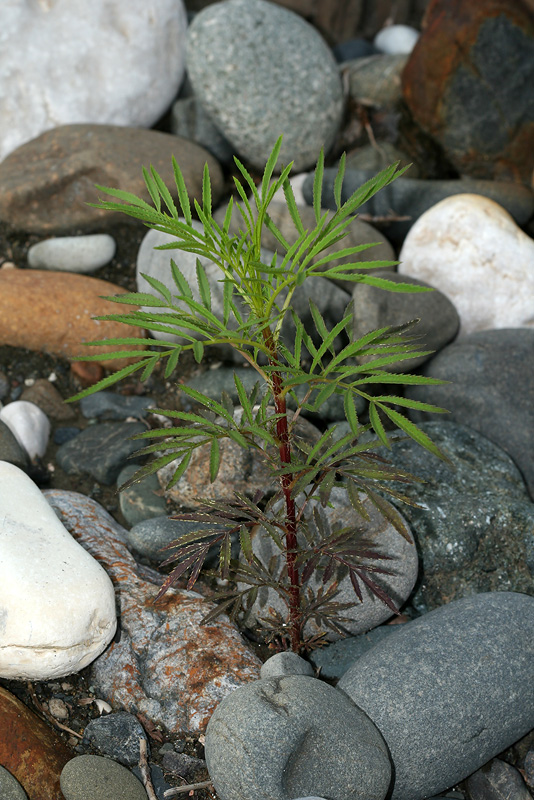 Image of genus Tagetes specimen.