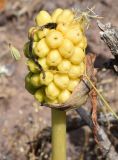 Arum korolkowii