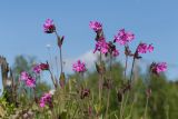 Melandrium dioicum