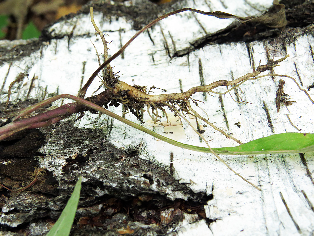 Image of Inula britannica specimen.