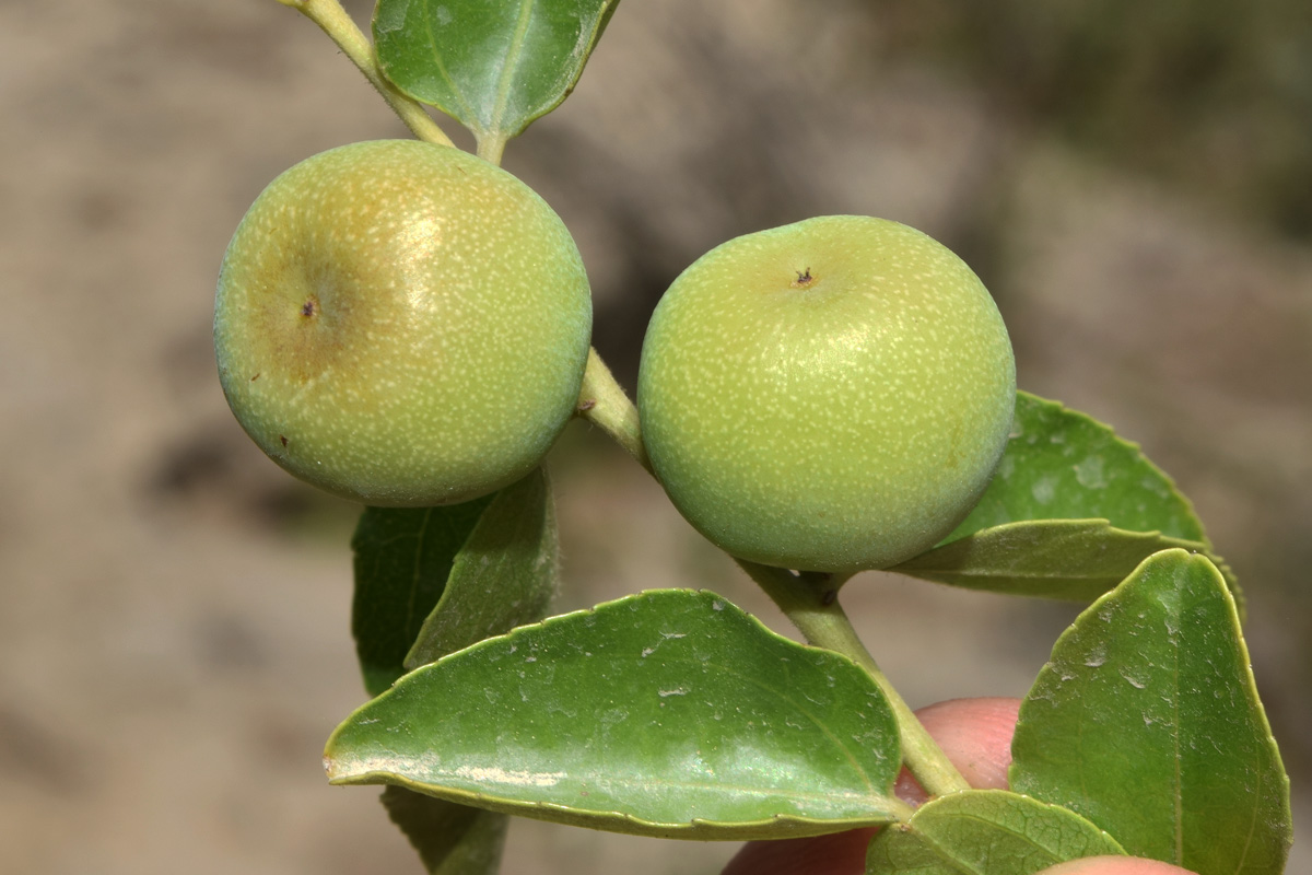Image of Ziziphus jujuba specimen.