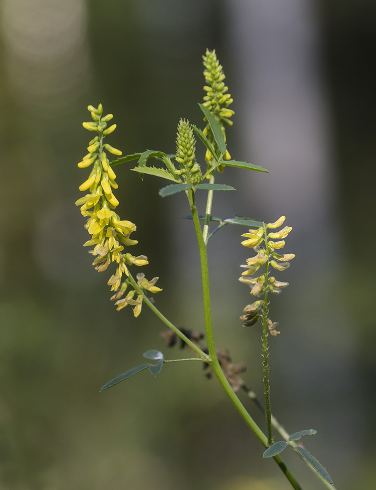 Image of Melilotus officinalis specimen.